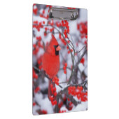 北（鳥）ショウジョウコウカンチョウオス、冬、IL クリップボード (右)