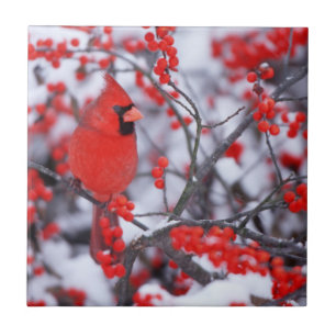 北(鳥)ショウジョウコウカンチョウオス、冬、IL タイル