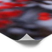 北(鳥)ショウジョウコウカンチョウオス、冬、IL ポスター (角)