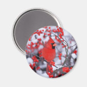 北（鳥）ショウジョウコウカンチョウオス、冬、IL マグネット (正面/裏面)