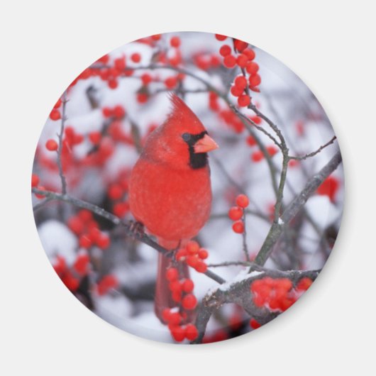 北（鳥）ショウジョウコウカンチョウオス、冬、IL マグネット (正面)