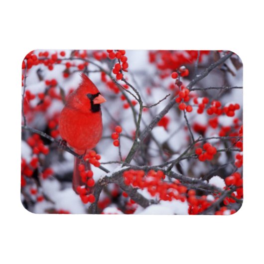 北(鳥)ショウジョウコウカンチョウオス、冬、IL マグネット (横)