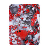 北(鳥)ショウジョウコウカンチョウオス、冬、IL マグネット (縦)