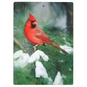 北(鳥)ショウジョウコウカンチョウオス(木)、IL クリップボード (裏面)