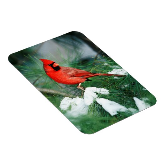 北(鳥)ショウジョウコウカンチョウオス(木)、IL マグネット (右側)