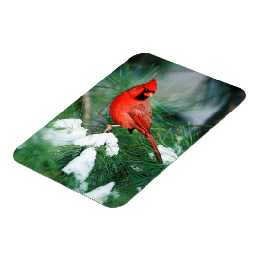 北(鳥)ショウジョウコウカンチョウオス(木)、IL マグネット (左側)