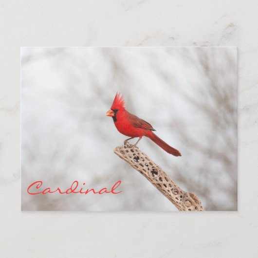 北(鳥)ショウジョウコウカンチョウオン枝 ポストカード (正面)