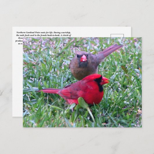 北(鳥)ショウジョウコウカンチョウカップル葉書 ポストカード (正面/裏面)