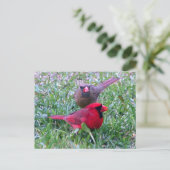 北(鳥)ショウジョウコウカンチョウカップル葉書 ポストカード (スタンド正面)