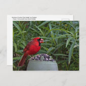 北（鳥）ショウジョウコウカンチョウガード彼の夕食 ポストカード (正面/裏面)