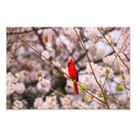 北（鳥）ショウジョウコウカンチョウピンク フォトプリント           