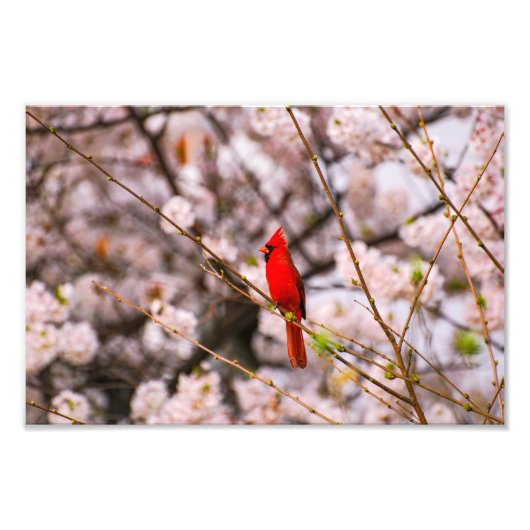 北（鳥）ショウジョウコウカンチョウピンク フォトプリント            (正面)