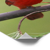 北(鳥)ショウジョウコウカンチョウポスター ポスター (角)