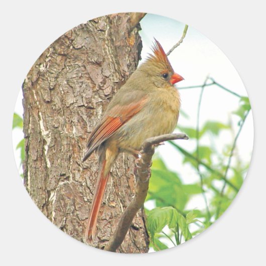 北(鳥)ショウジョウコウカンチョウレッドバードシール ラウンドシール (正面)