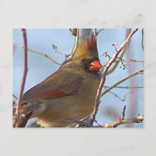 北(鳥)ショウジョウコウカンチョウ写真はがき シーズンポストカード