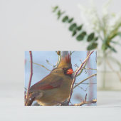 北(鳥)ショウジョウコウカンチョウ写真はがき シーズンポストカード (スタンド正面)