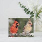 北(鳥)ショウジョウコウカンチョウ写真はがき ポストカード (スタンド正面)