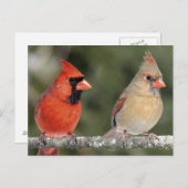 北(鳥)ショウジョウコウカンチョウ写真はがき ポストカード (正面/裏面)