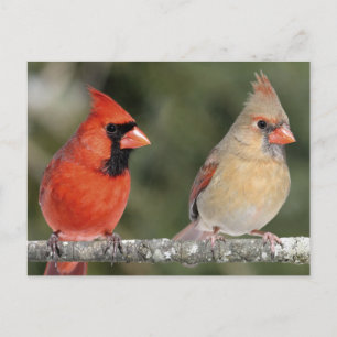 北(鳥)ショウジョウコウカンチョウ写真はがき ポストカード
