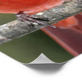 北（鳥）ショウジョウコウカンチョウ写真ポスター ポスター (角)