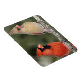 北（鳥）ショウジョウコウカンチョウ写真用フレキシブルマグネット マグネット (右側)