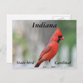 北(鳥)ショウジョウコウカンチョウ写真 ポストカード (正面/裏面)