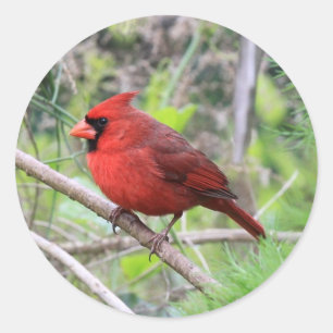 北（鳥）ショウジョウコウカンチョウ写真 ラウンドシール