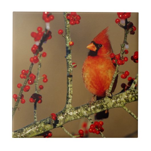 北（鳥）ショウジョウコウカンチョウ男性のIL タイル (正面)