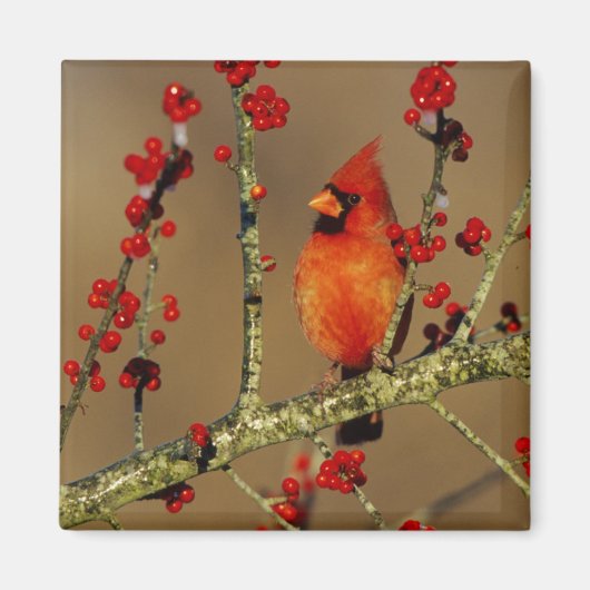 北（鳥）ショウジョウコウカンチョウ男性のIL マグネット (正面)