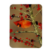 北（鳥）ショウジョウコウカンチョウ男性のIL マグネット (縦)