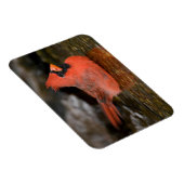 北（鳥）ショウジョウコウカンチョウ男浴 マグネット (右側)