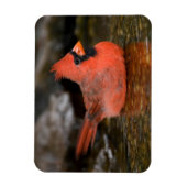 北（鳥）ショウジョウコウカンチョウ男浴 マグネット (縦)