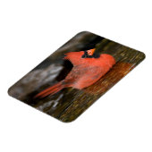 北（鳥）ショウジョウコウカンチョウ男浴 マグネット (左側)