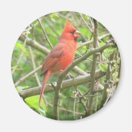 北(鳥)ショウジョウコウカンチョウ磁石 マグネット (正面)