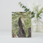 北（鳥）ショウジョウコウカンチョウ葉書 ポストカード (スタンド正面)