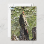 北（鳥）ショウジョウコウカンチョウ葉書 ポストカード (正面/裏面)