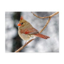 北（鳥）ショウジョウコウカンチョウ葉書