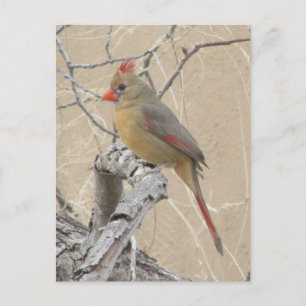 北(鳥)ショウジョウコウカンチョウ葉書 ポストカード