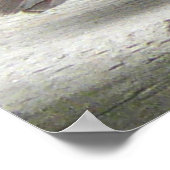 北(鳥)ショウジョウコウカンチョウ雌鳥 ポスター (角)