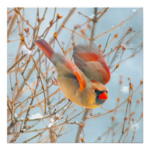 北(鳥)ショウジョウコウカンチョウ飛んでいる-オリジナル写真 ポスター