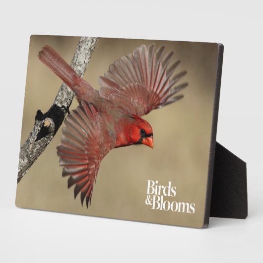 北(鳥)ショウジョウコウカンチョウ飛行中 フォトプラーク (側面)