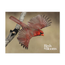 北（鳥）ショウジョウコウカンチョウ飛行中