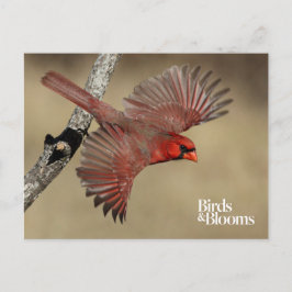 北（鳥）ショウジョウコウカンチョウ飛行中 ポストカード