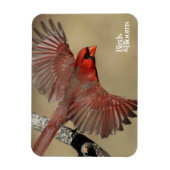 北（鳥）ショウジョウコウカンチョウ飛行中 マグネット (縦)