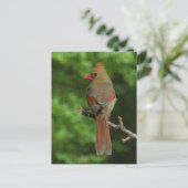 北(鳥)ショウジョウコウカンチョウ鳥はがき ポストカード (スタンド正面)