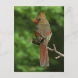 北（鳥）ショウジョウコウカンチョウ鳥はがき ポストカード