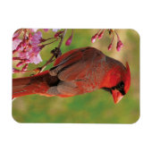 北（鳥）ショウジョウコウカンチョウ2 マグネット (横)