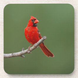 北（鳥）ショウジョウコウカンチョウ コースター