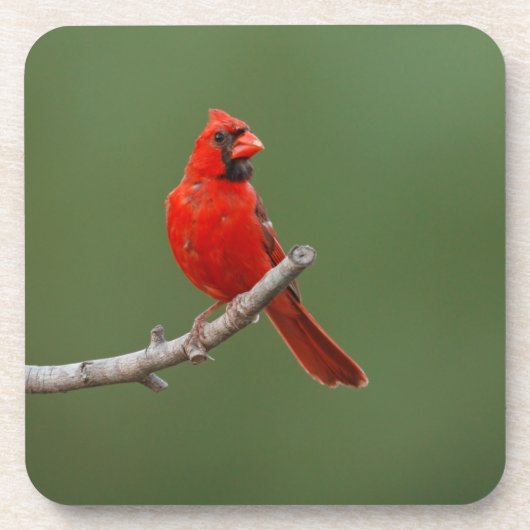 北（鳥）ショウジョウコウカンチョウ コースター (正面)