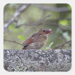 北（鳥）ショウジョウコウカンチョウ スクエアシール